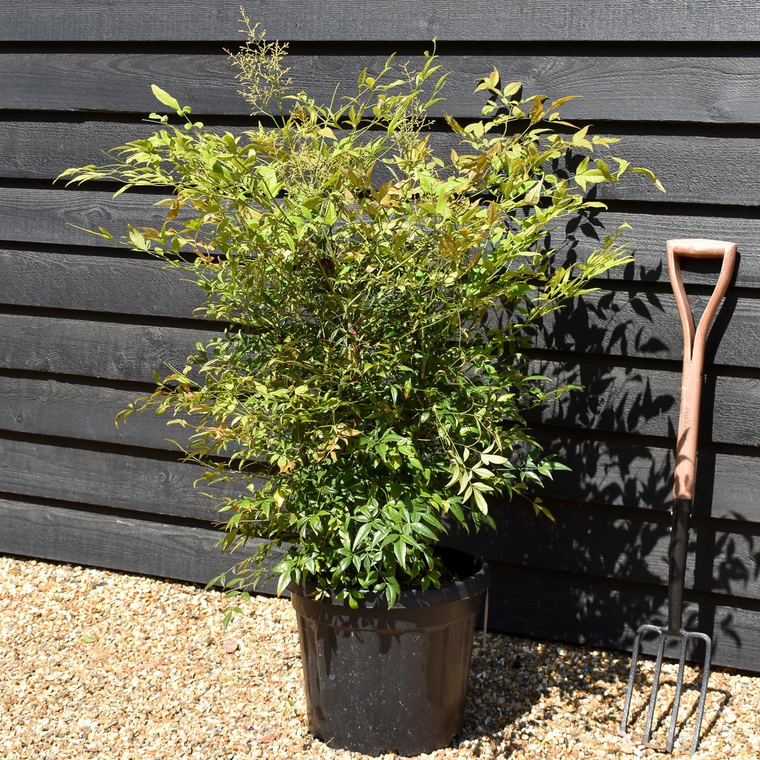 Nandina domestica - Shrub - Height 100-110cm - 30lt