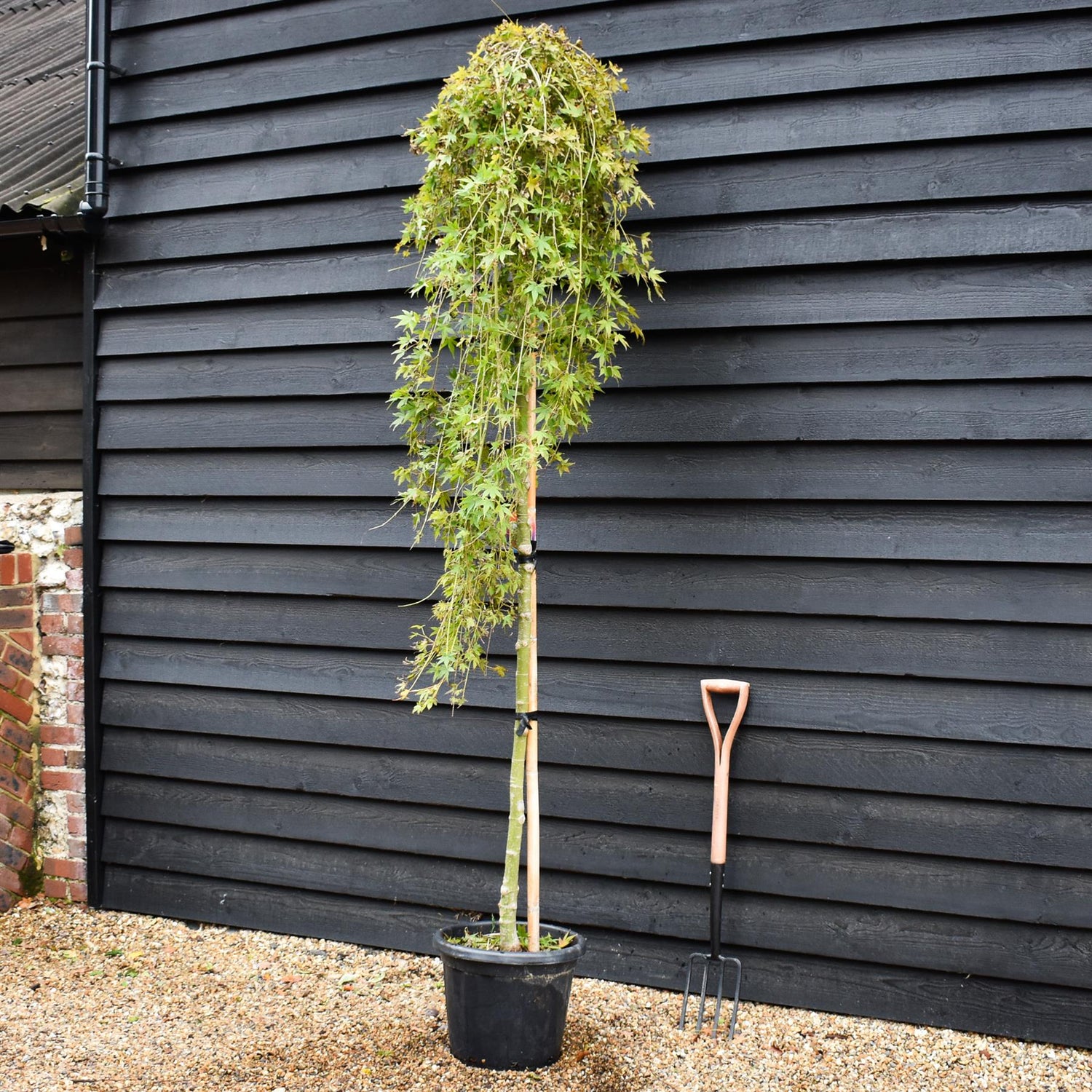 Japanese maple 'Ryusen' | Acer palmatum  - Clear Stem 200-220cm - Weeping - Height 210-240cm - 35lt
