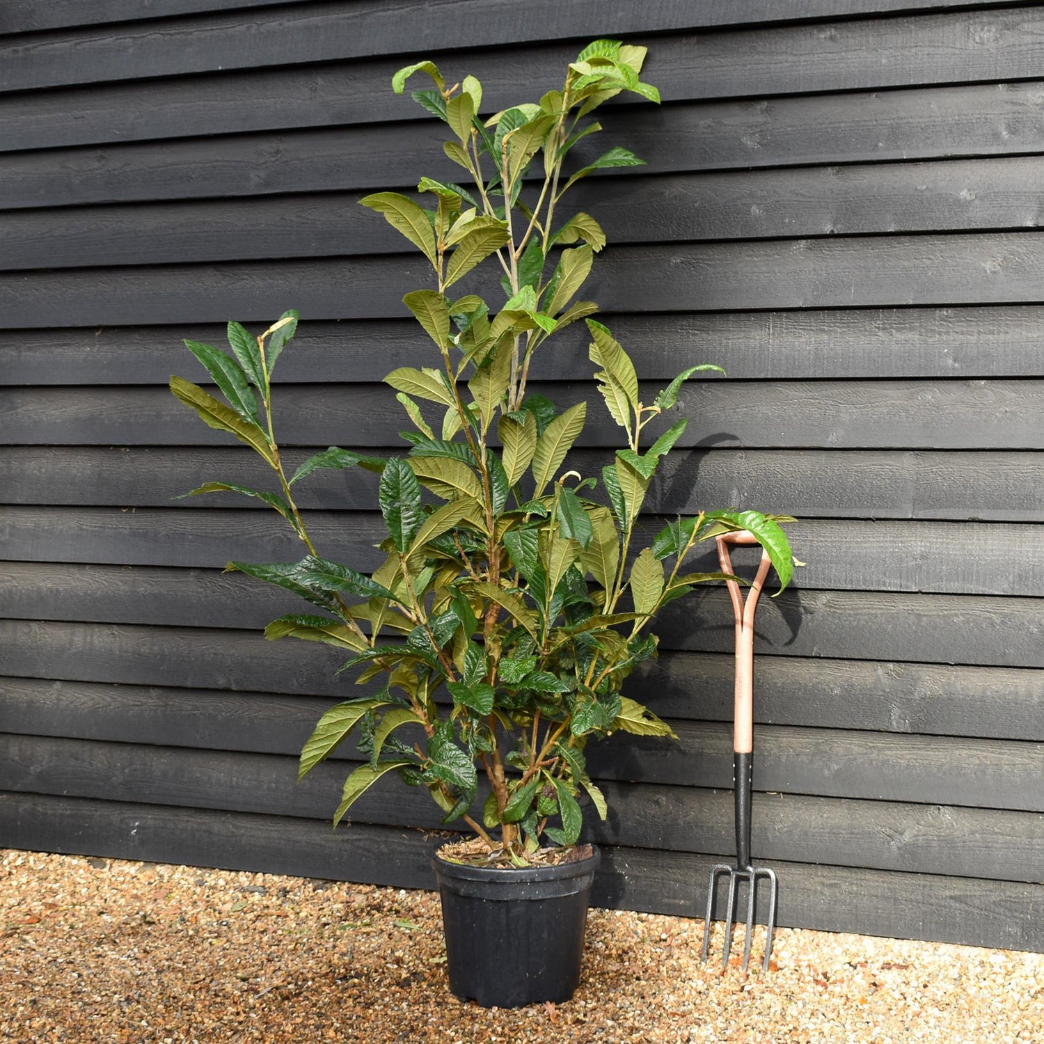 Eriobotrya japonica Shrub| Loquat, Japanese medlar  - Shrub - Height 180-190cm - 25lt
