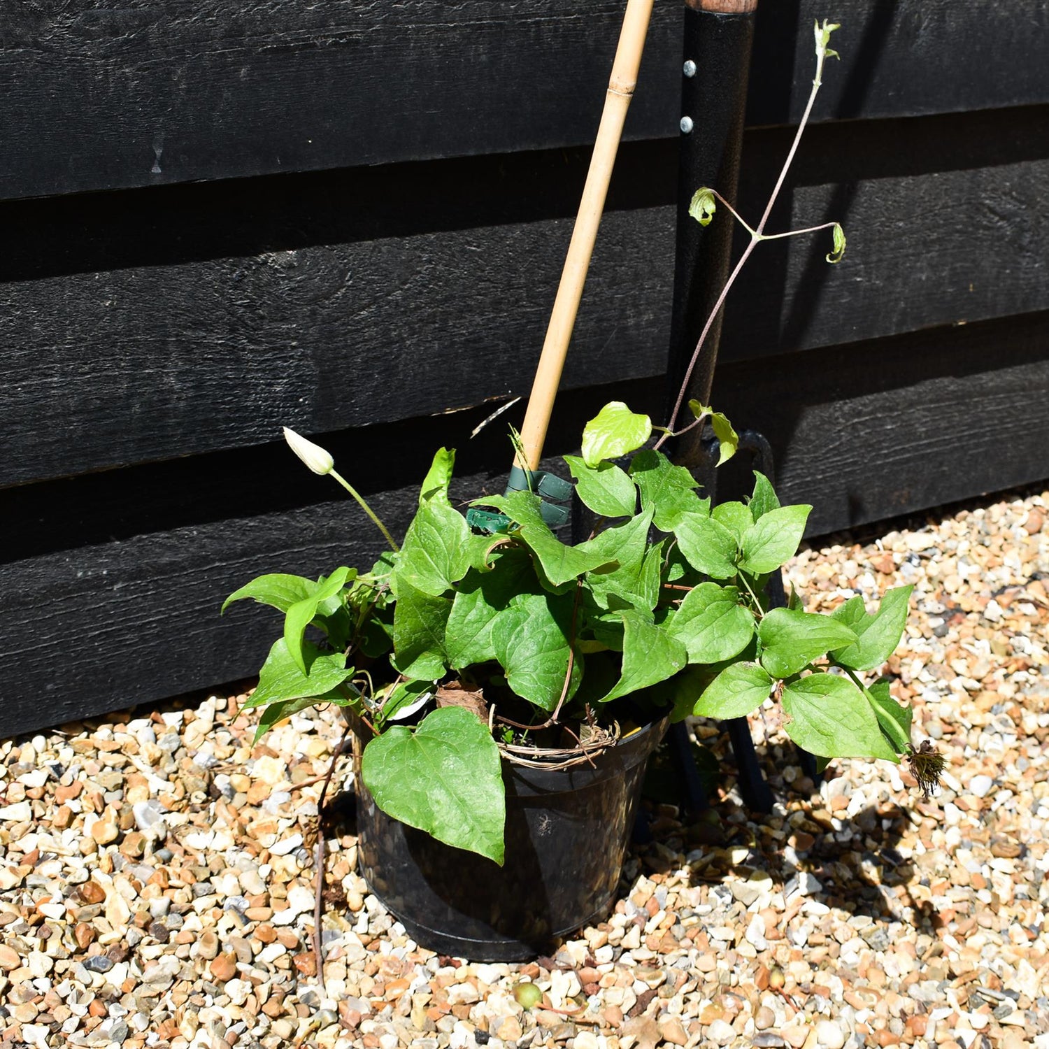 Clematis Diayu - 2lt
