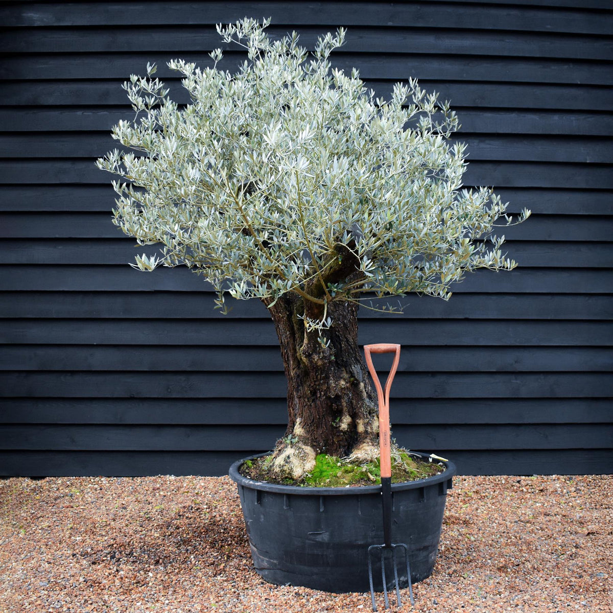 Arandel Tree Olive Tree | Olea Europea - Specimen - Straight triple branch gnarly ...