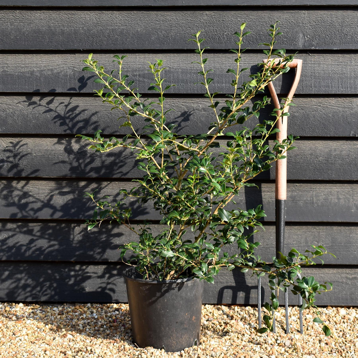 Osmanthus x burkwoodii | Burkwood Osmanthus - Height 60-80cm - 10lt