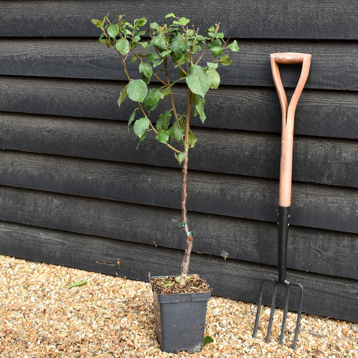 Prunus domestica 'Claude d'Althan' - Plum Tree - Patio Rootstock - Height 80-100cm - 7lt