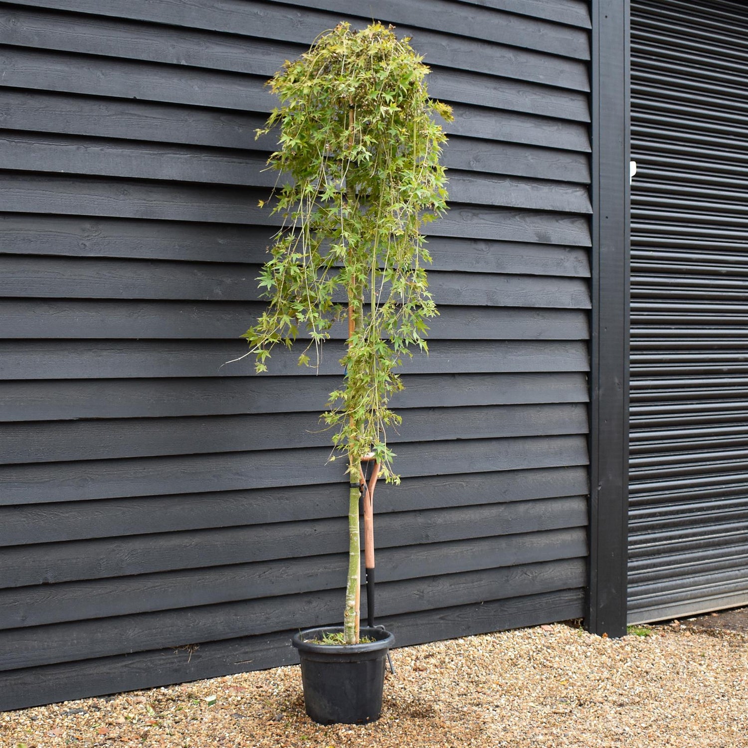 Japanese maple 'Ryusen' | Acer palmatum  - Clear Stem 200-220cm - Weeping - Height 210-240cm - 35lt