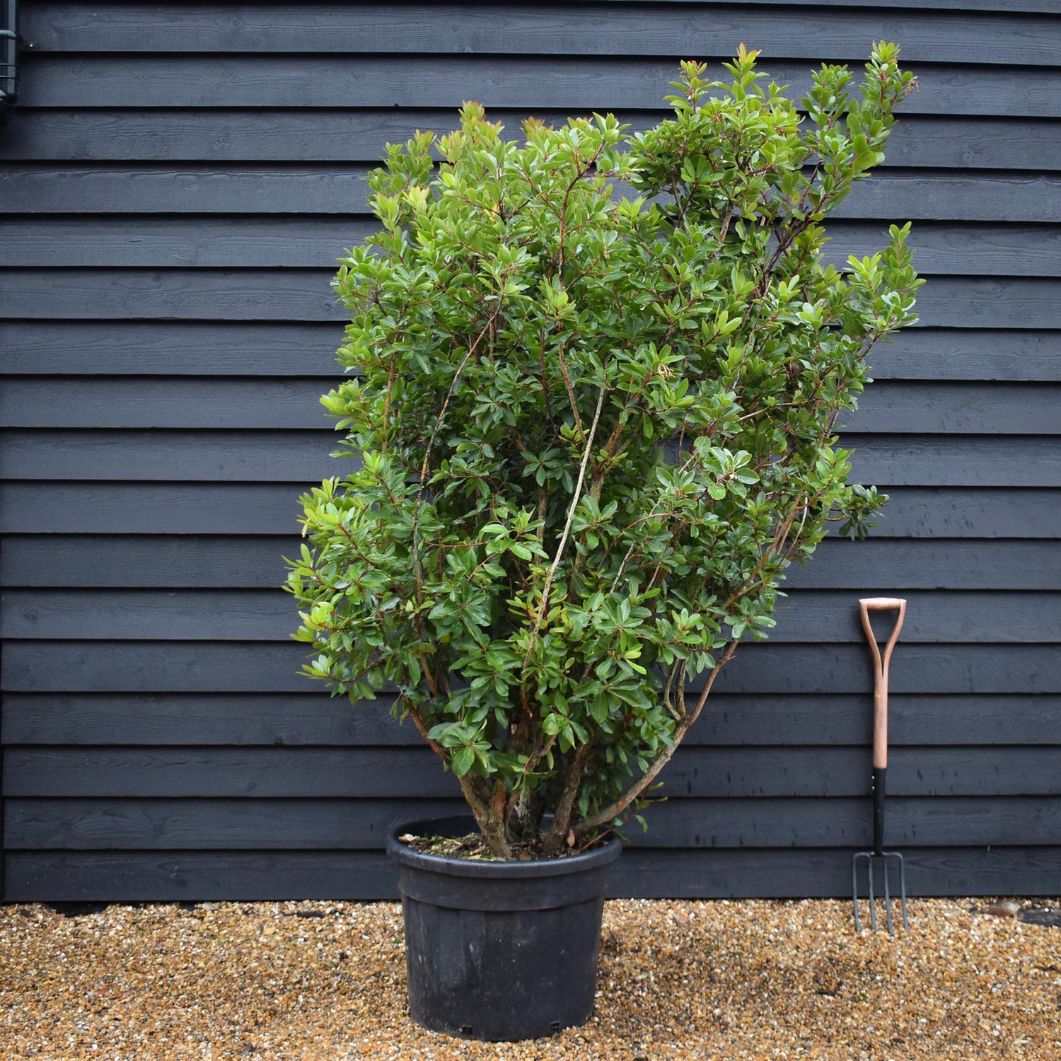Strawberry Tree Shurb | Arbutus unedo -Bush - Height 180-190cm - 90lt