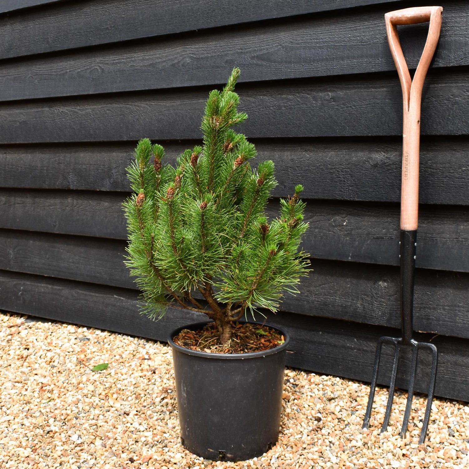 Pinus mugo mughus |Dwarf Mountain Pine -Height 50-80cm - 12lt