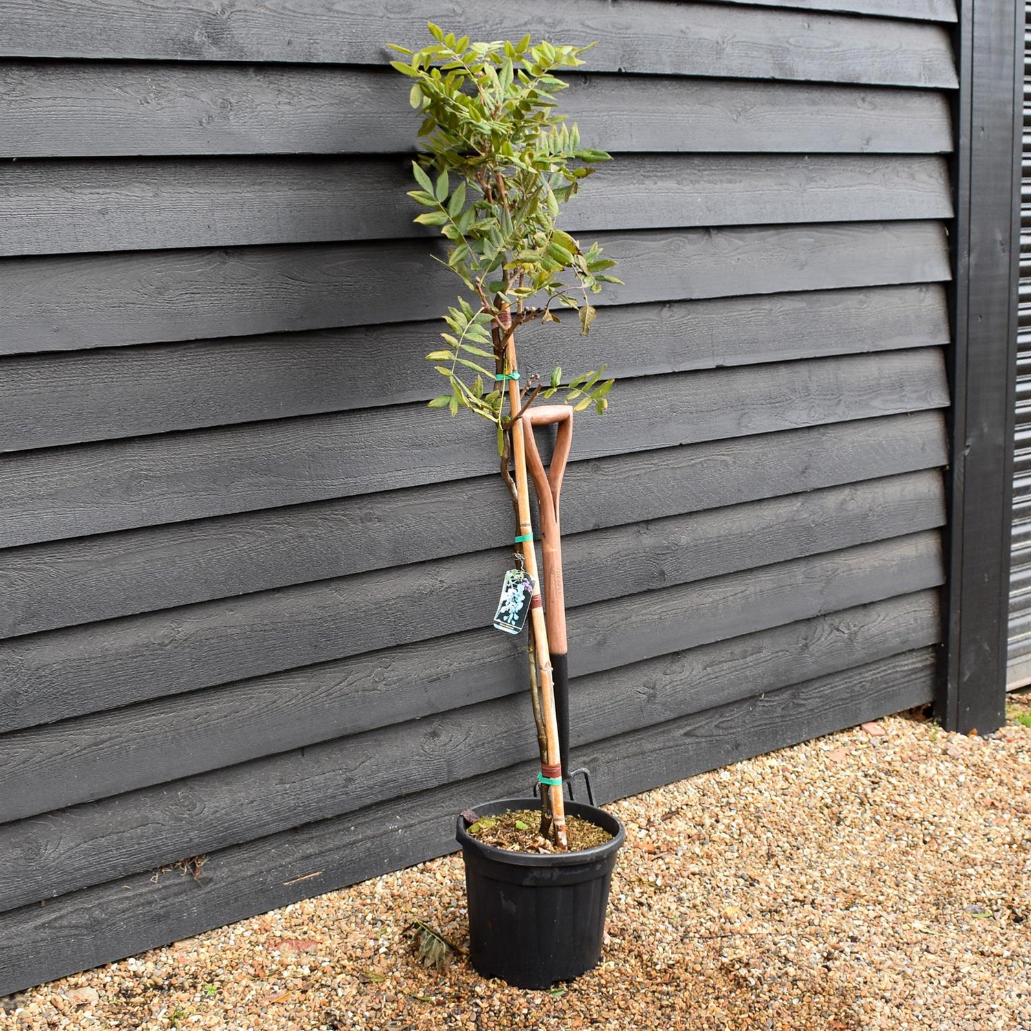 Wisteria brachybotrys 'Iko yama Fuji' Half Standard -Clear Stem - Height 130-150cm - 9lt
