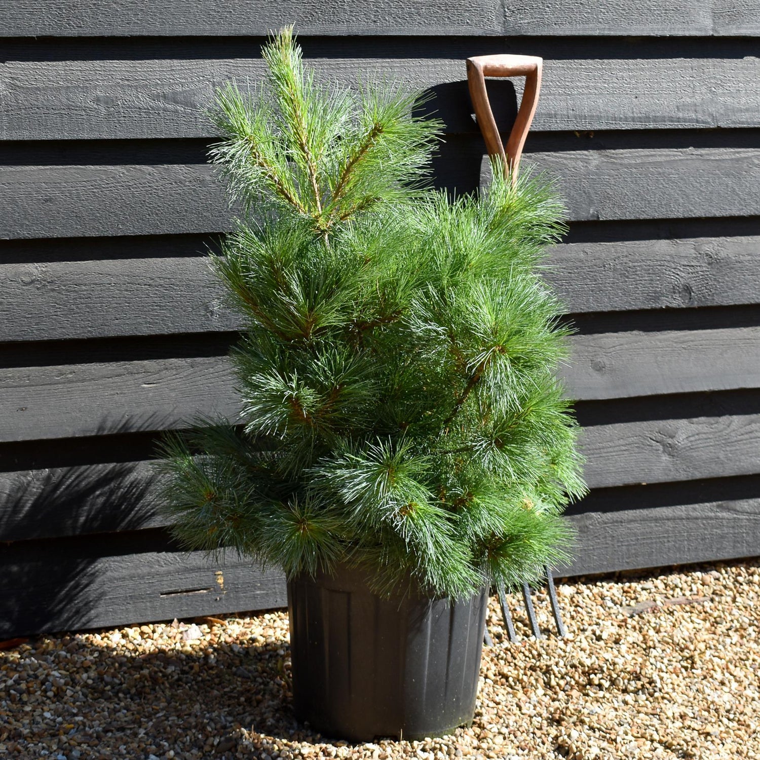 Pinus strobus 'Macopin' - Bushy - Height 50-60cm - 20lt