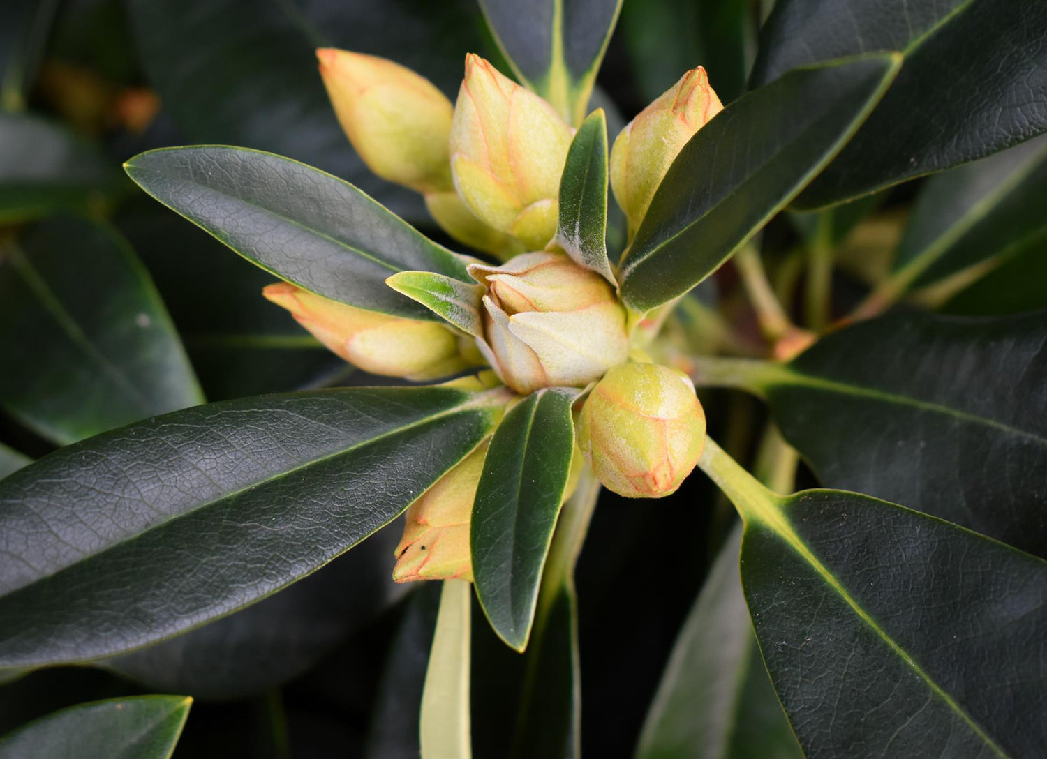 Rhododendron 'Percy Wiseman' - Shrub - Height 30-40cm - 10lt