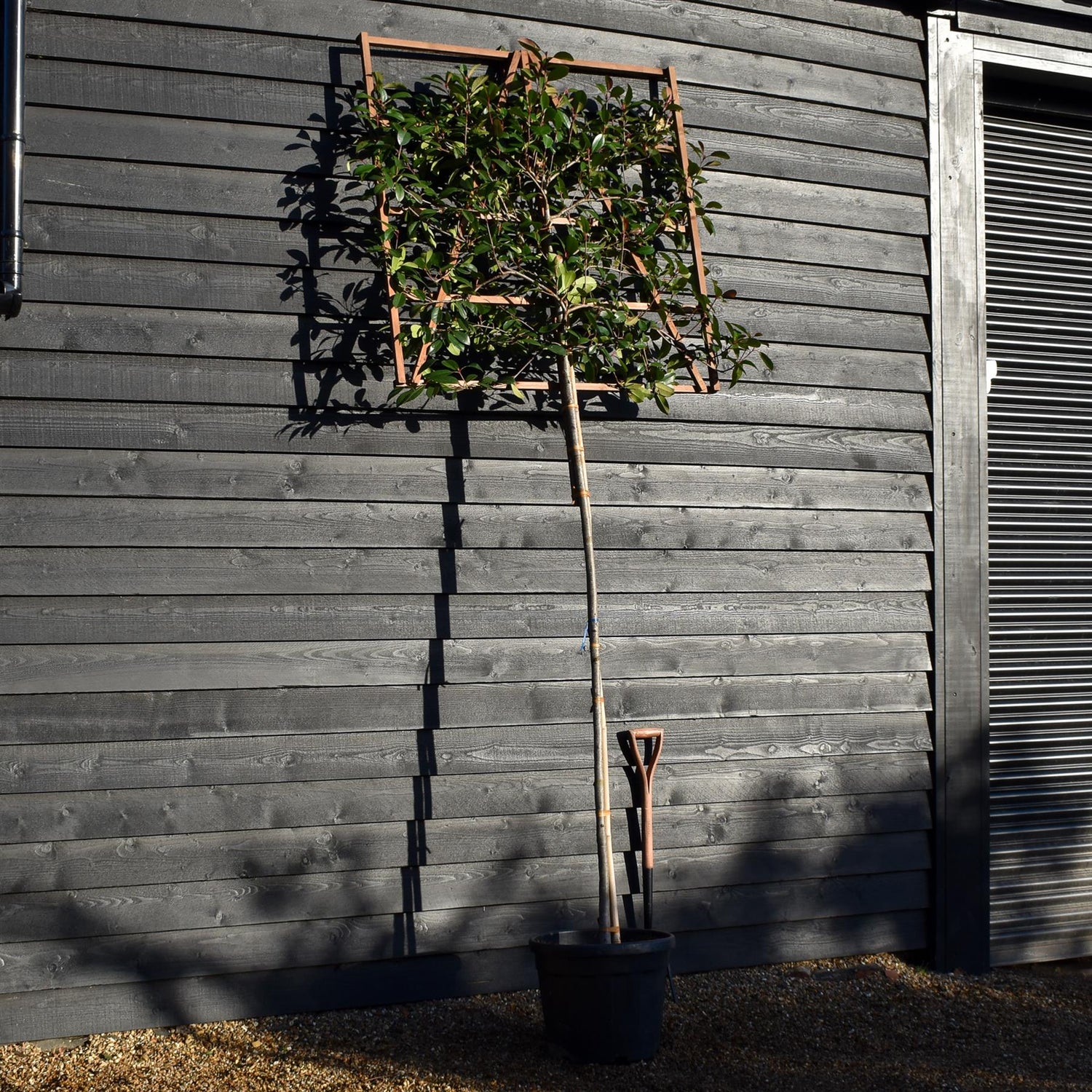 Photinia x fraseri 'Red Robin' - Pleached/Espalier 120cm-120cm - Clear Stem - 180cm - Height 300cm - Girth 8-10cm - 45lt