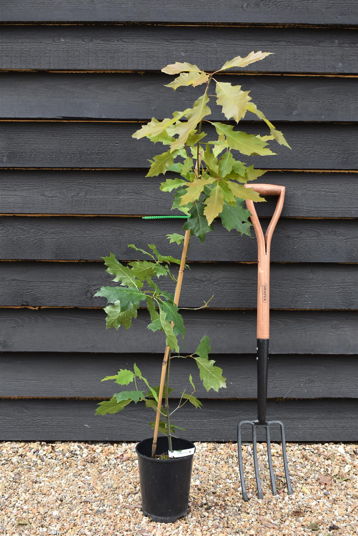 Red Oak | Quercus rubra - Height 100-120cm - 3-5lt