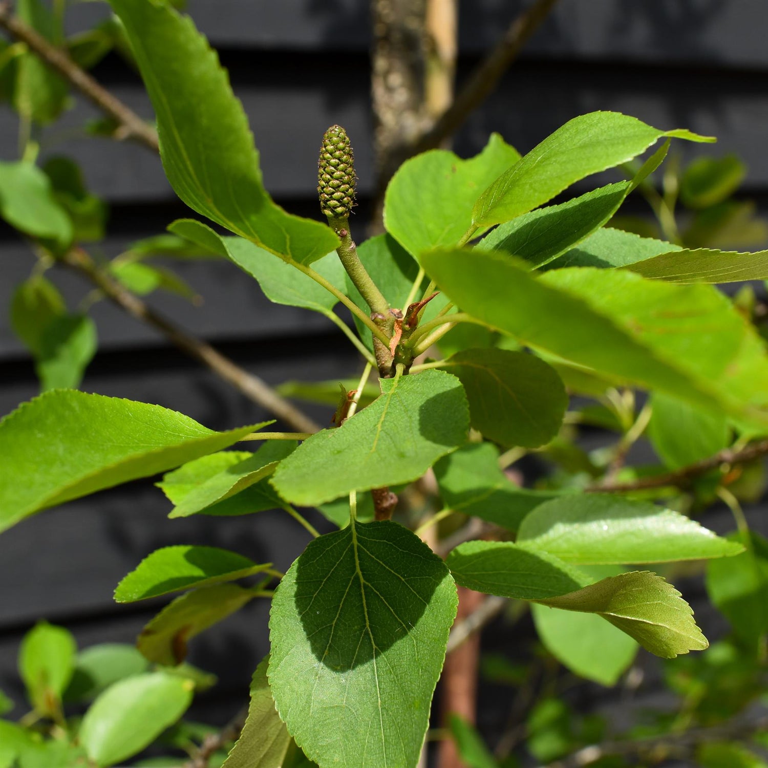 Alnus Cordata - Alder tree - Height 280-300cm - 30lt