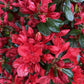 Azalea Japonica 'Japanese Red'| Rhododendron 'Japanese Red' - 70-80cm, 15lt