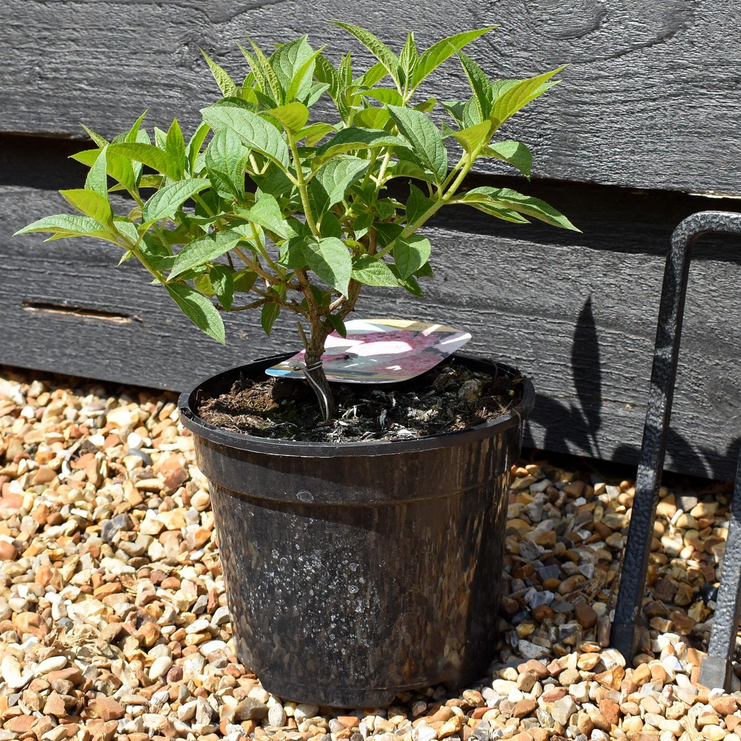 Hydrangea paniculata ' Pink & Rose' - Shrub - Height 15-20cm - 2lt