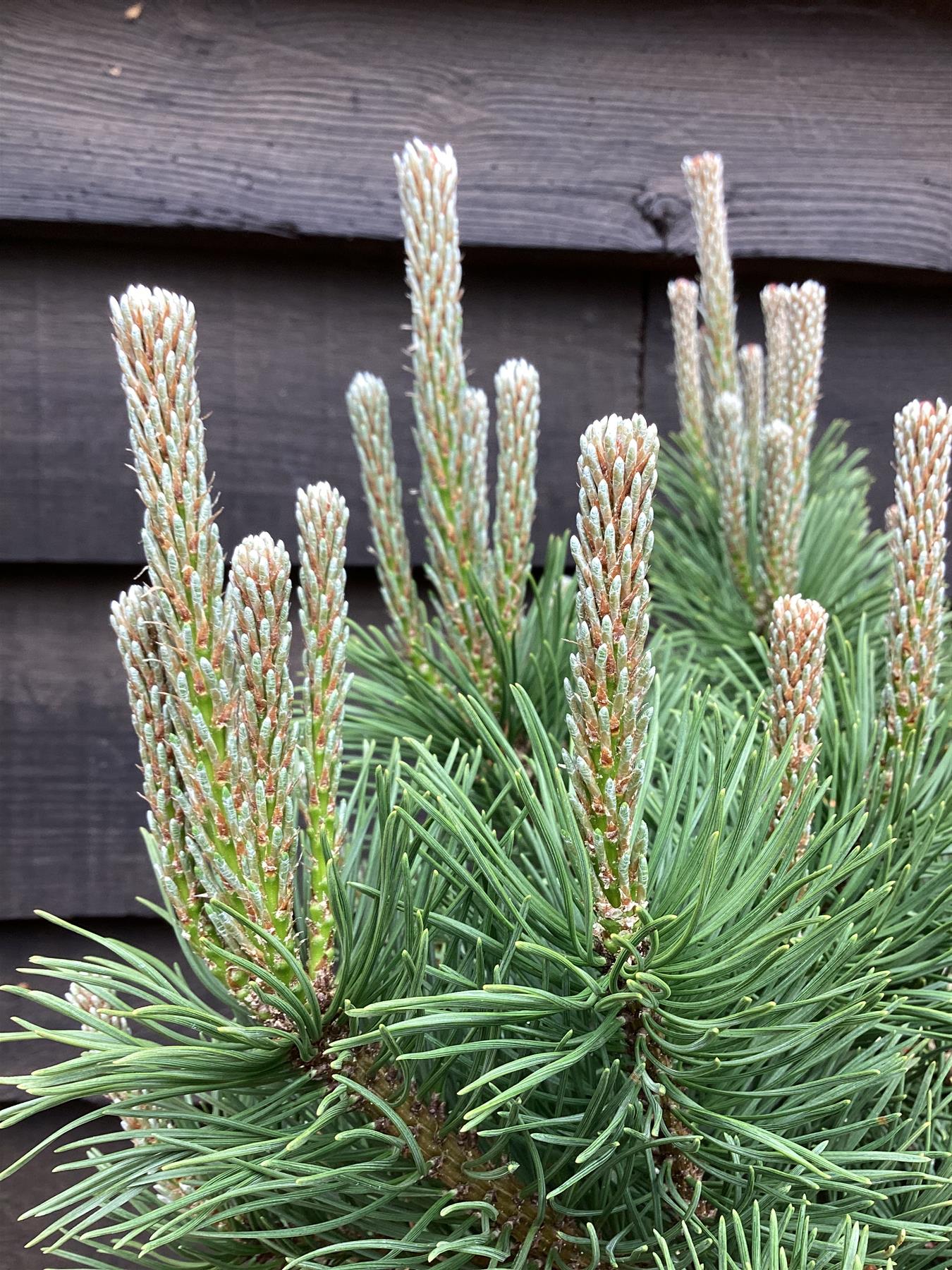 Pinus mugo 'Krauskopf' | Dwarf mountain pine - Height 30-50cm - Width 50-60cm - 11lt