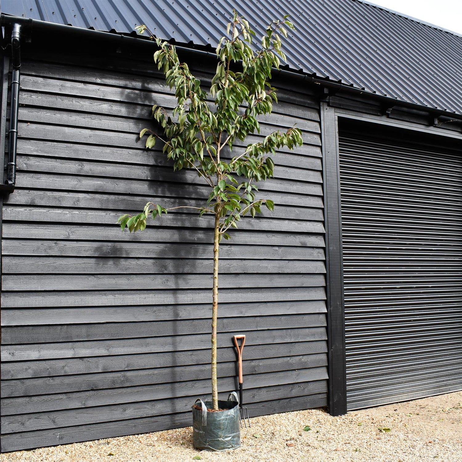 Prunus serrulata 'Taihaku' - Height 300-350cm - Clear Stem 170cm - Girth 10-12cm - 45lt
