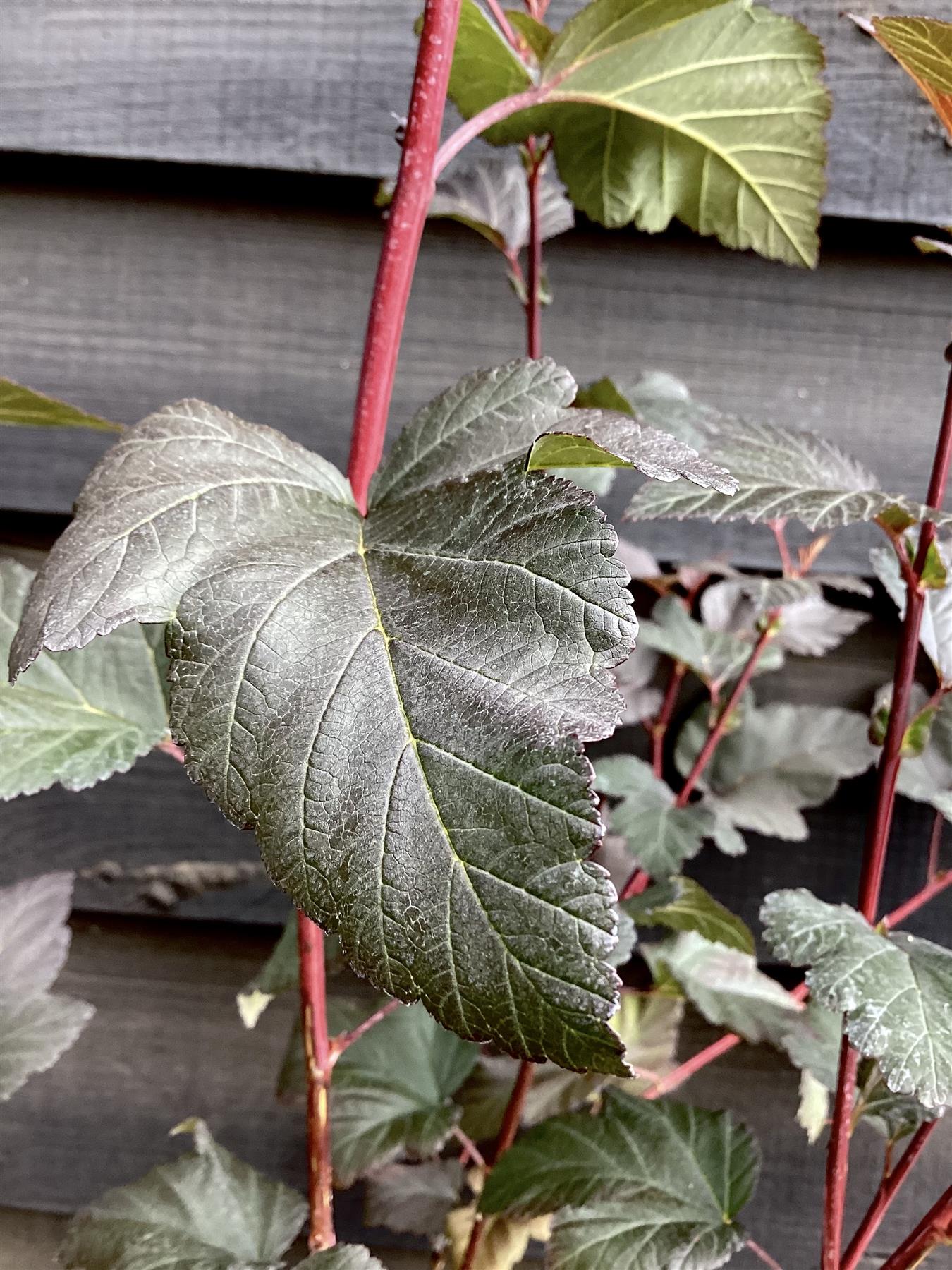 Physocarpus opulifolius 'Diablo' - 55-65cm, 3lt