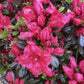 Azalea Japonica Purple Splendor| Rhododendron Purple Splendor - 50-60cm - 7lt