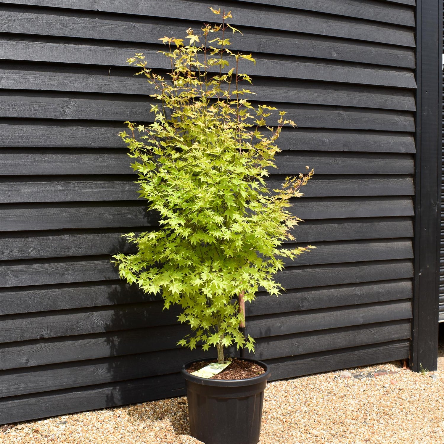 Acer palmatum 'Summer Gold' - Bushy - 190-200cm - 55lt