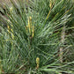 Pinus monticola 'Ammerland' | Western White Pine - Height 50cm - Width 50cm - 15lt