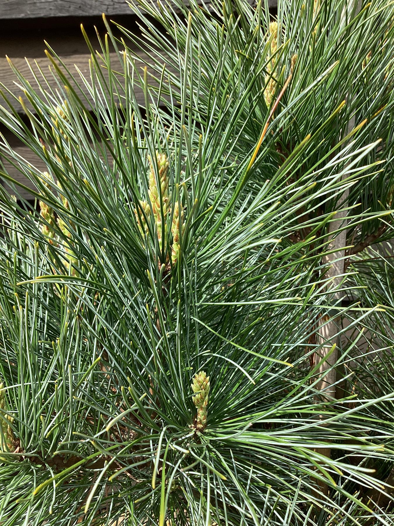 Pinus monticola 'Ammerland' | Western White Pine - Height 50cm - Width 50cm - 15lt