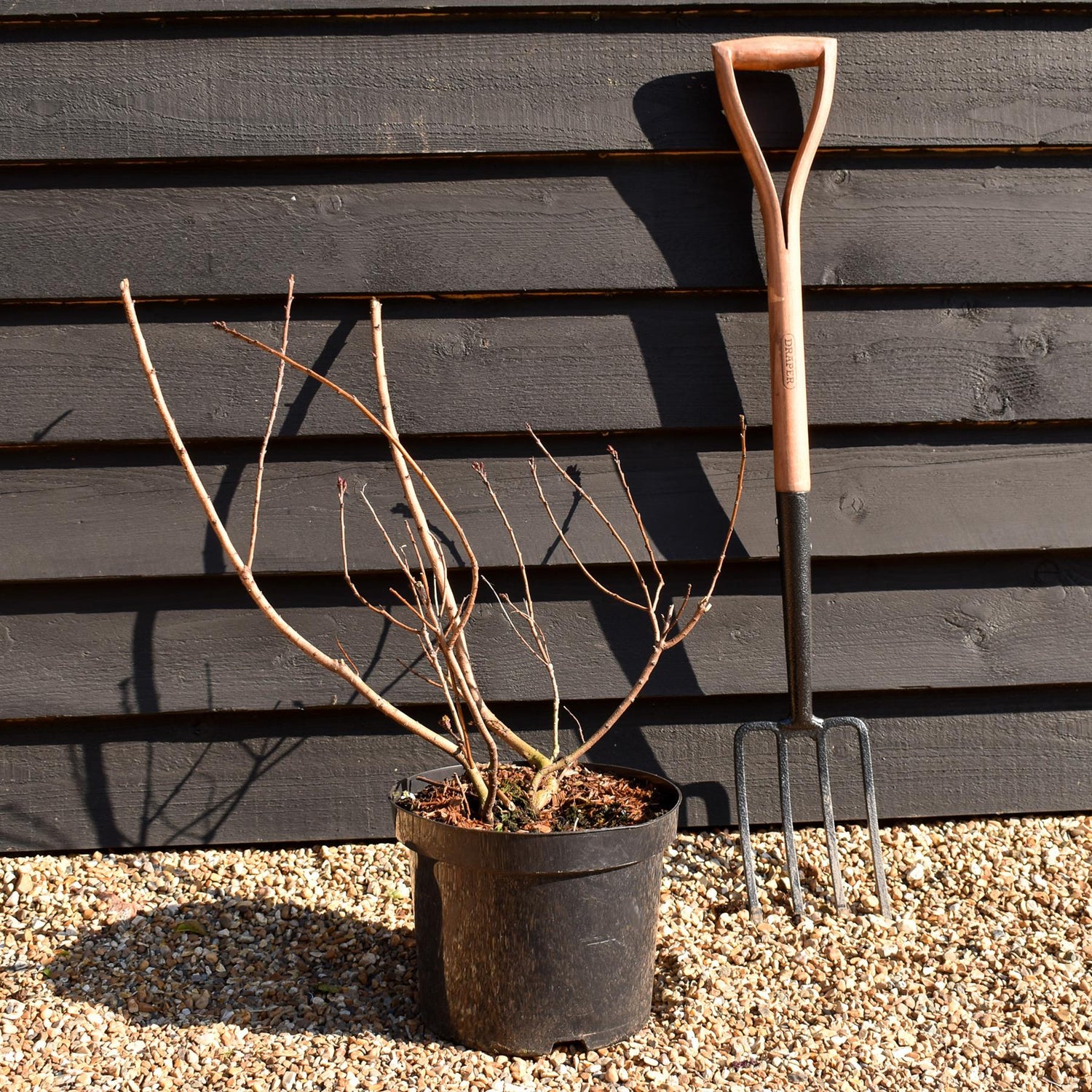 Cotinus coggygria 'Royal Purple' - Height 80-100cm - 10lt