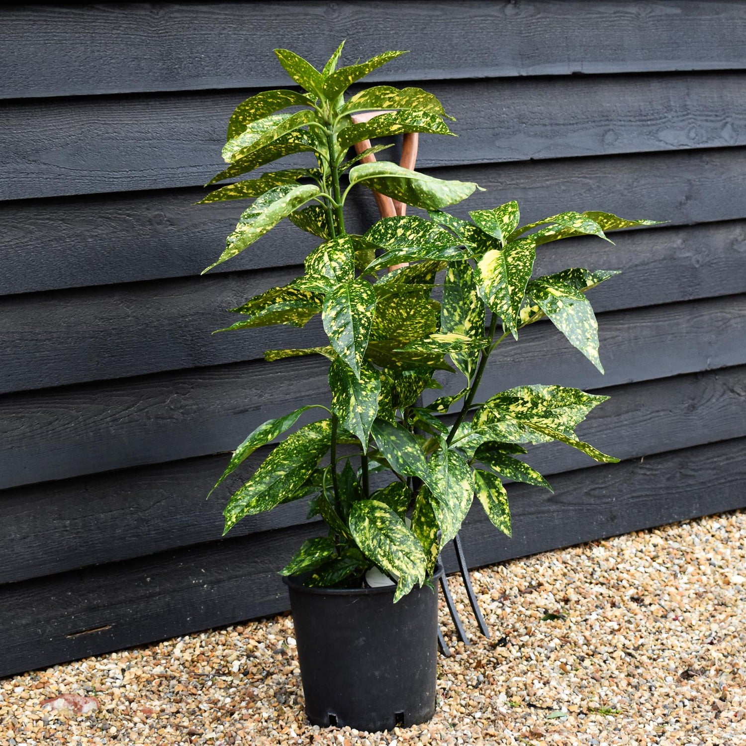 Aucuba japonica 'Golden Girl' - 60-80cm - 10lt
