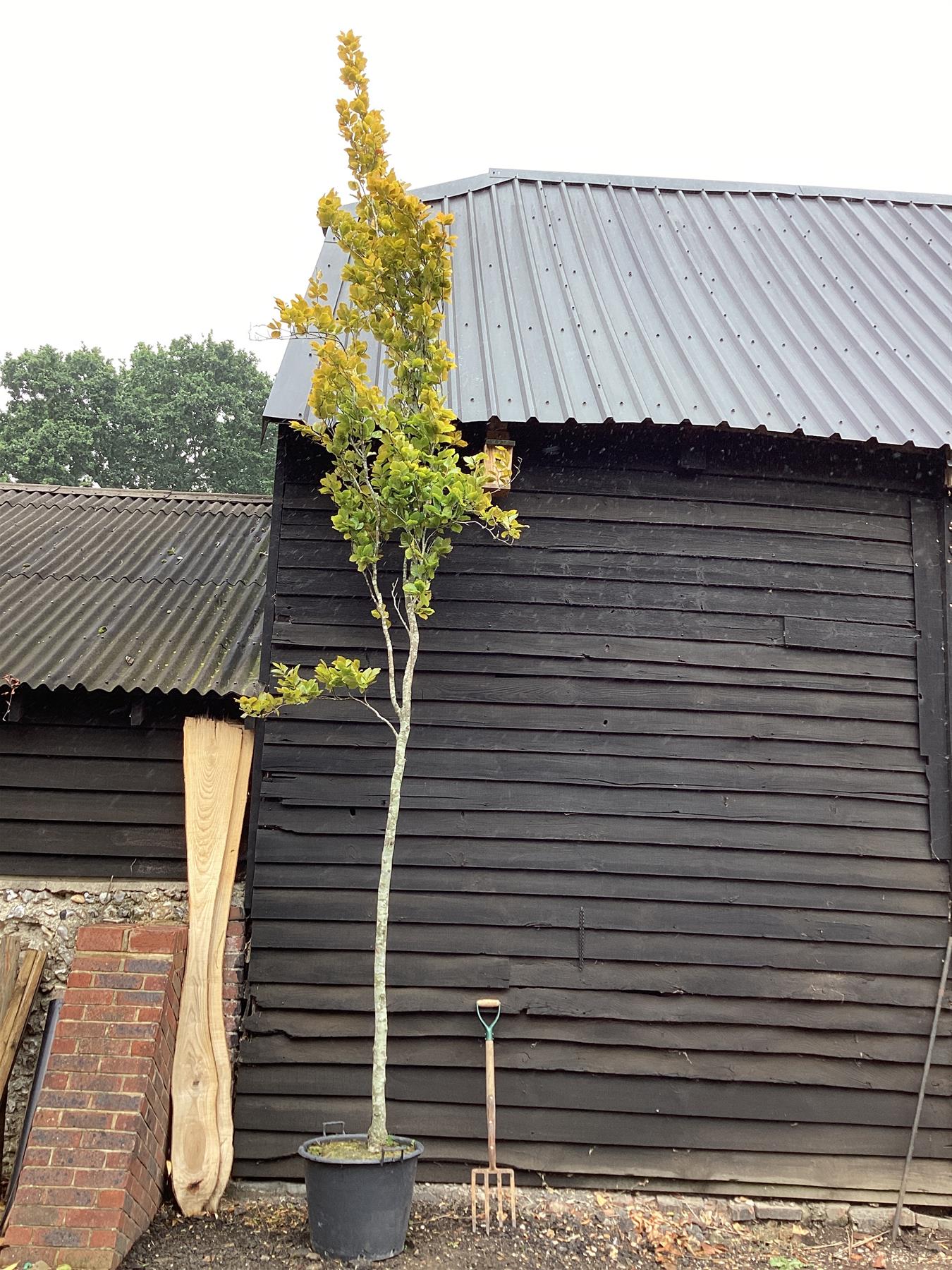 Fagus Sylvatica 'Dawyck Purple' | Dawyck Beech - 400-420cm, 55lt