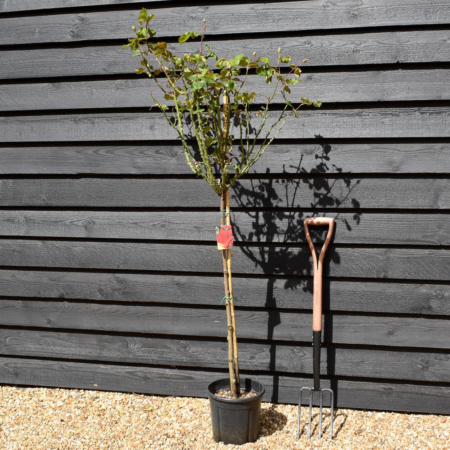 Rose 'Geranio' - Clear Stem 80-90cm - Height 130-160cm - 18lt