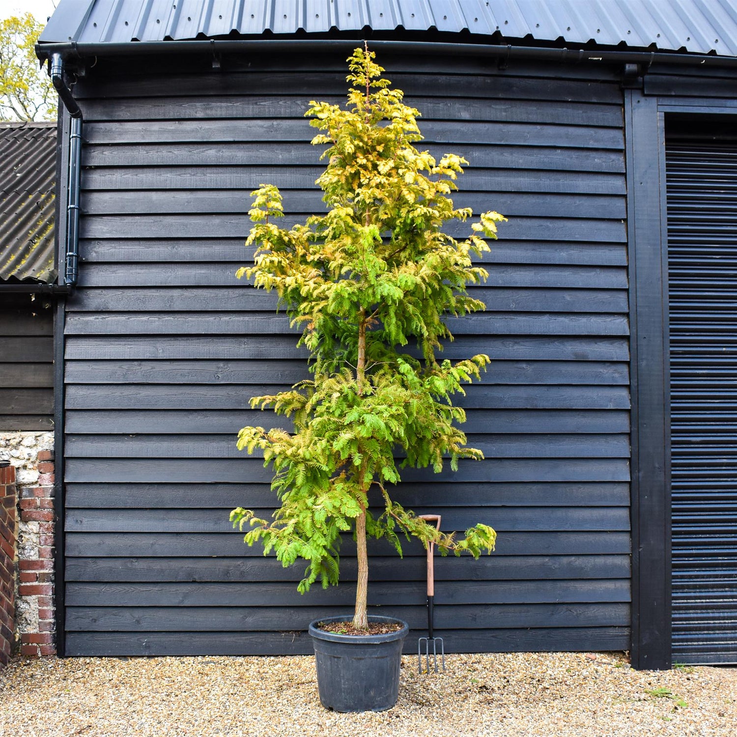 Metasequoia glyptostroboides Amber Glow | Dawn redwood - Height 250cm - 70lt