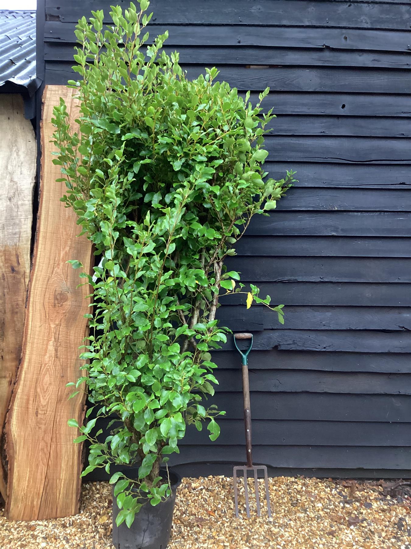 Griselinia littoralis | New Zealand Broadleaf A - 25lt