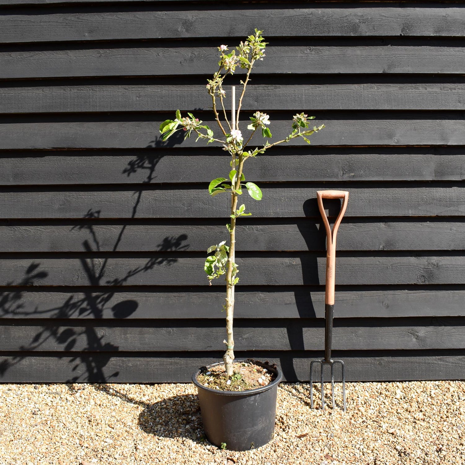 Apple tree 'James Grieve' | Malus domestica - MM106 - Semi-Dwarfing - Height 150-160cm - 20lt