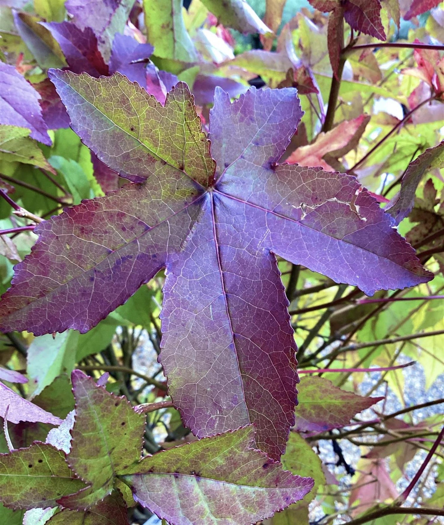 Liquidambar styraciflua 'Gum Ball' - Half standard - Clear Stem 100cm - Girth 6-8cm - Height 140-160cm - 20lt
