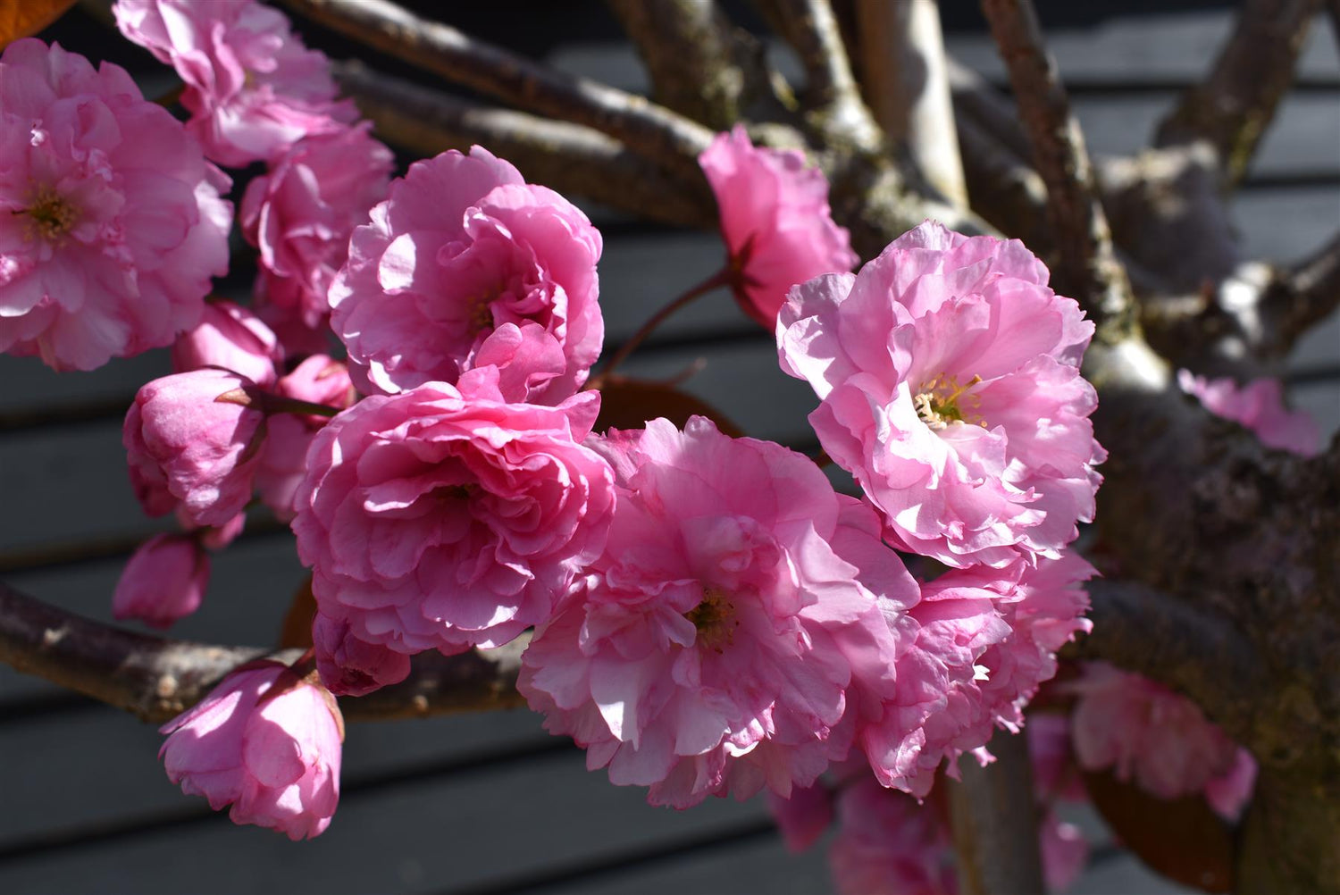 Prunus serrulata 'Kanzan' | Cherry ‘Kanzan’ - Girth 24cm - 400-420cm - 200lt