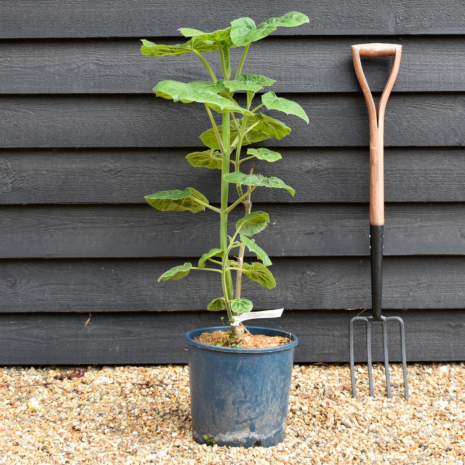 Paulownia elongata 'Futuro' - Height 40-70cm - 10lt