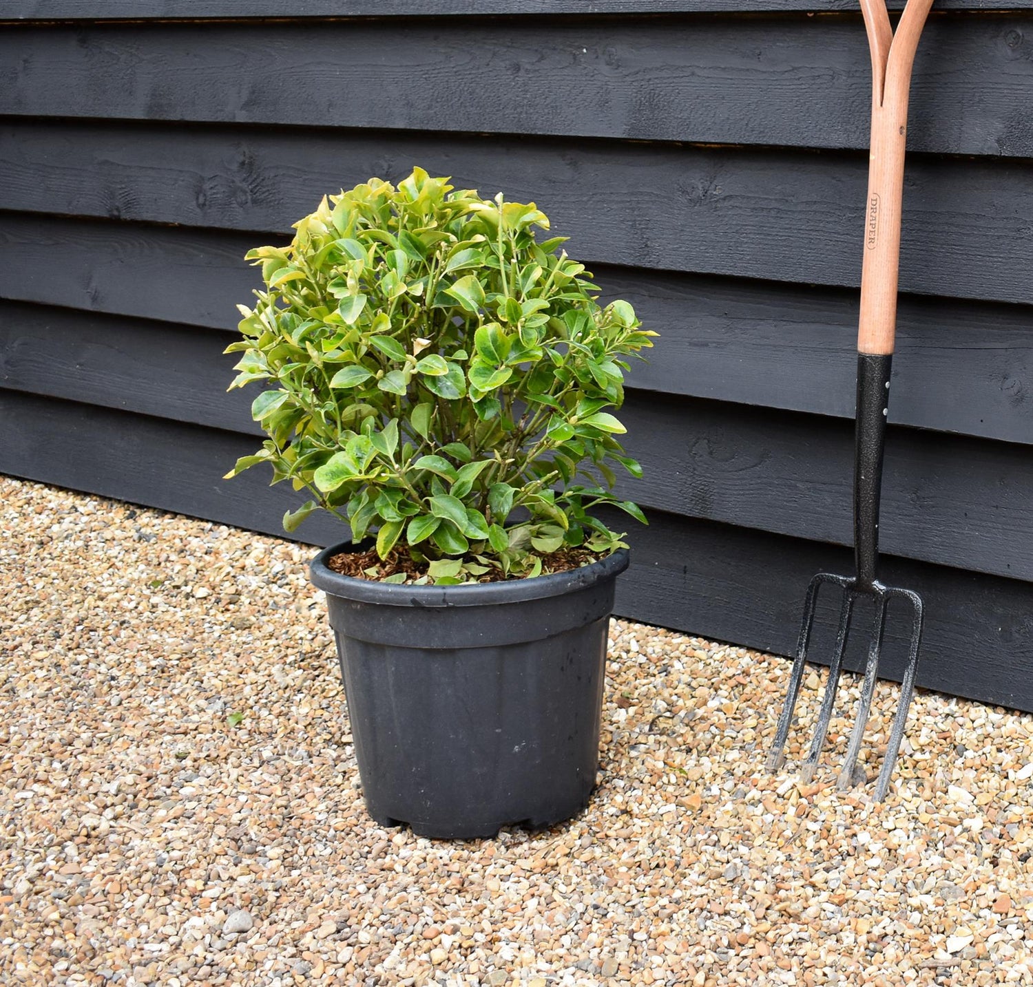 Euonymus japonicus 'Aureus' - Ball - Height 50-60cm - Width 40-50cm - 18lt