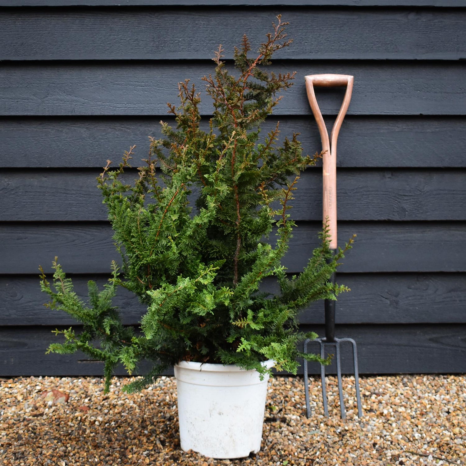 Chamaecyparis obtusa 'Teddy Bear' | Dwarf Hinoki Cypress - Height 90-100cm - 10lt