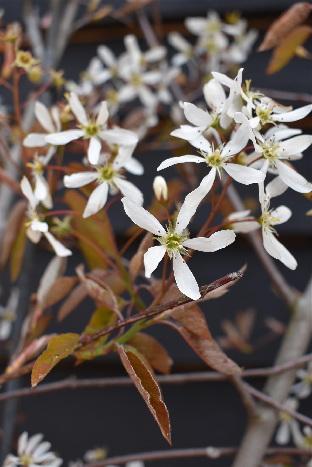 Juneberry  | Amelanchier lamarckii - Multistem - Height 200-230cm - 45lt