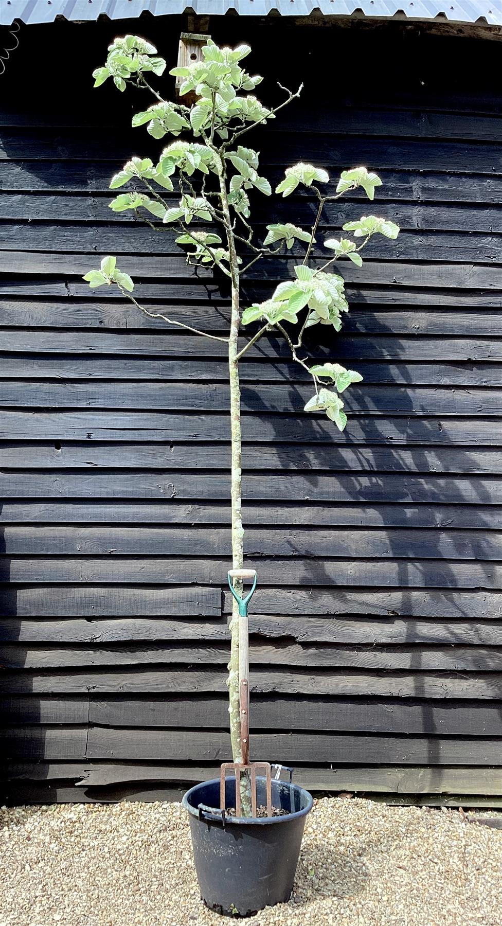 Sorbus aria 'Mitchellii' | Tibetan whitebeam 'John Mitchell'  Clear Stem - 200-240cm, 70lt