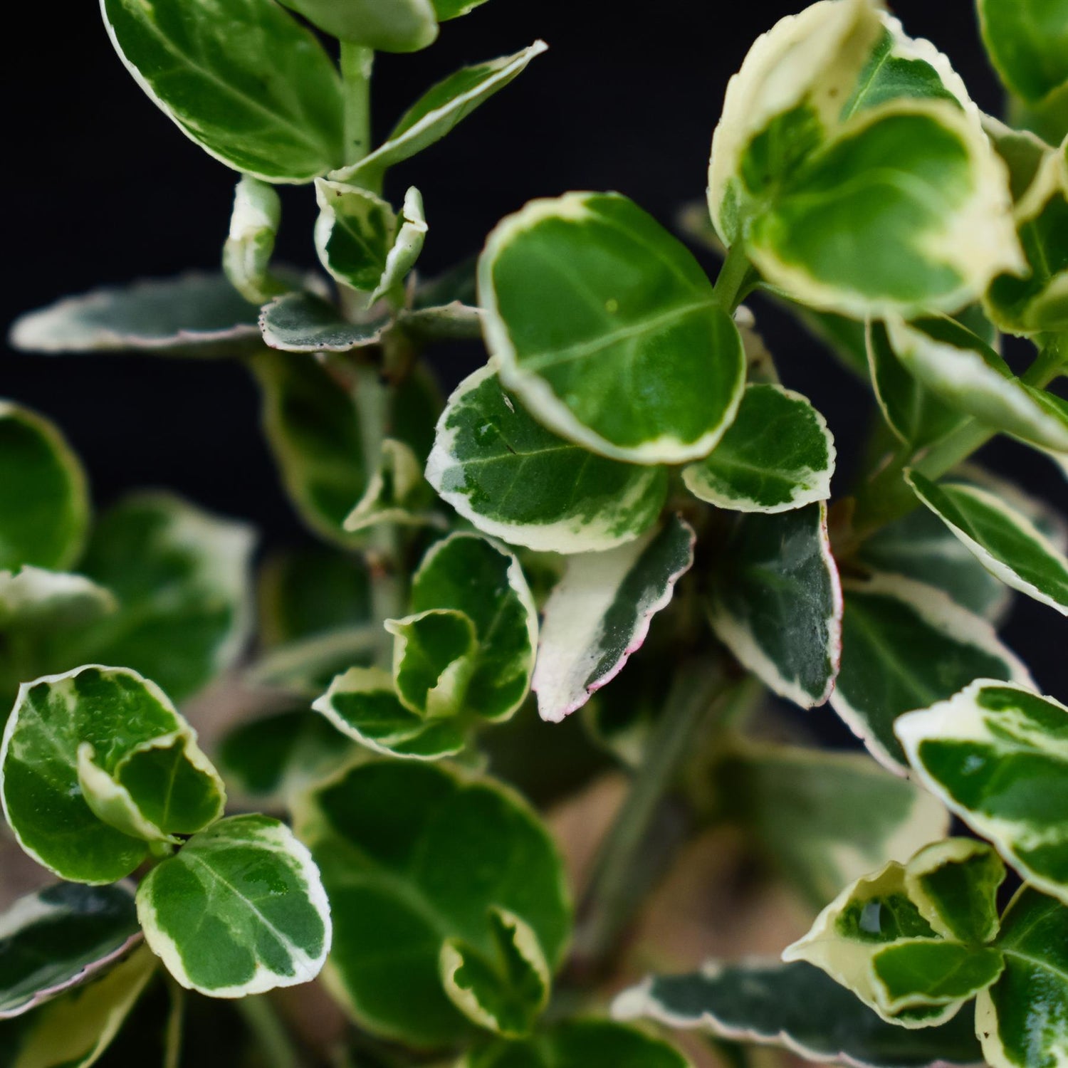 Euonymus Emerald Gaiety - Height 10-12cm - 2lt