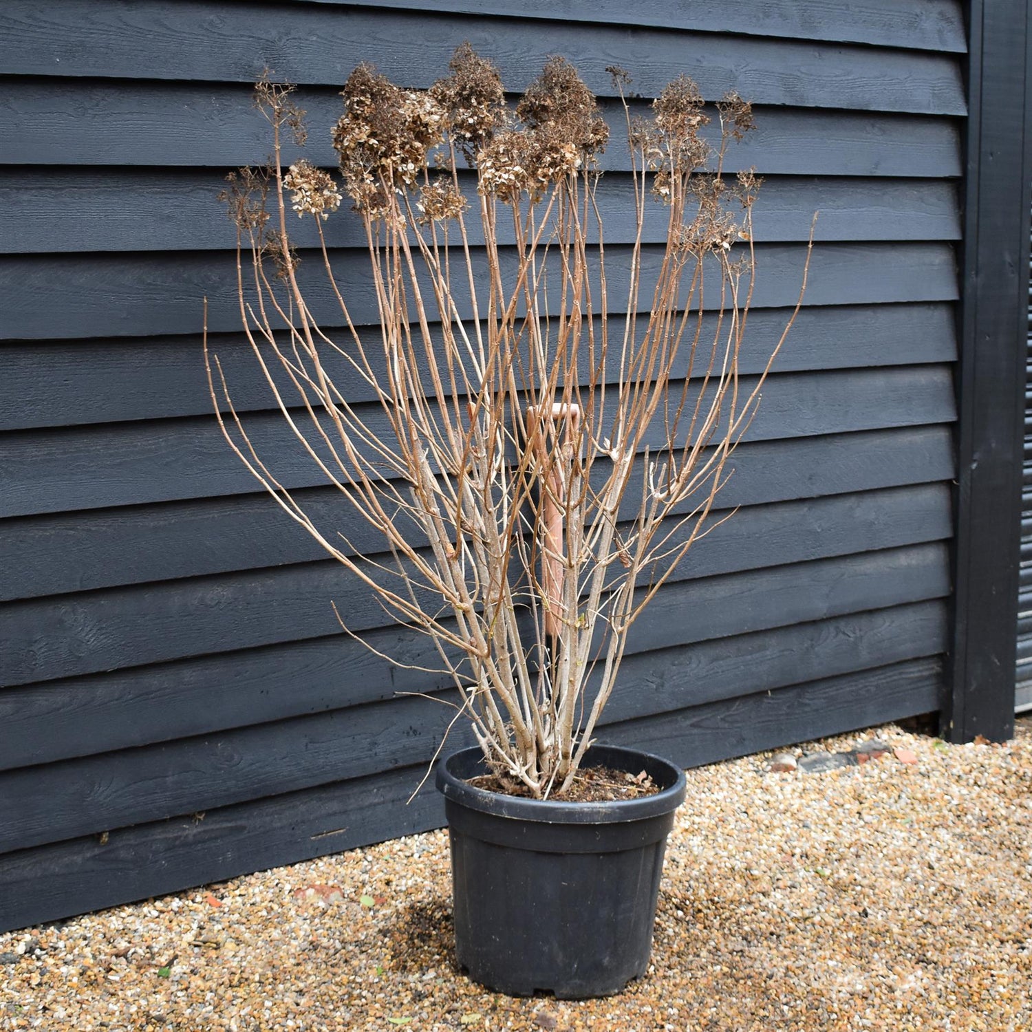 Hydrangea paniculata 'Grandiflora' - Shrub - Height 130cm - 45lt