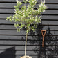 Salix integra 'Hakuro-nishiki' | Dappled Willow - 120-150cm - 12lt