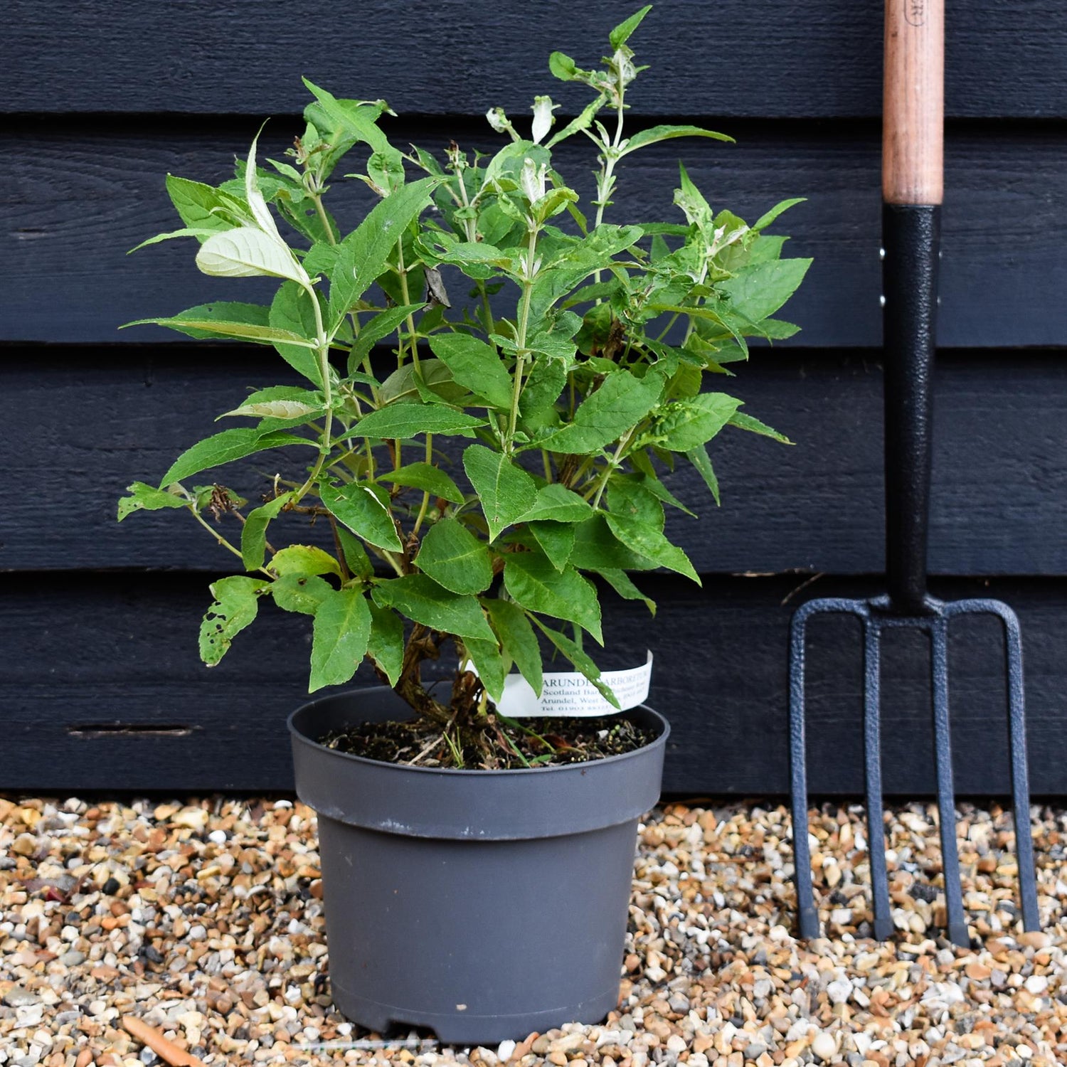 Buddleja 'Butterfly Candy Little White' | Butterfly Candy Little White Height 10-20cm - 4lt
