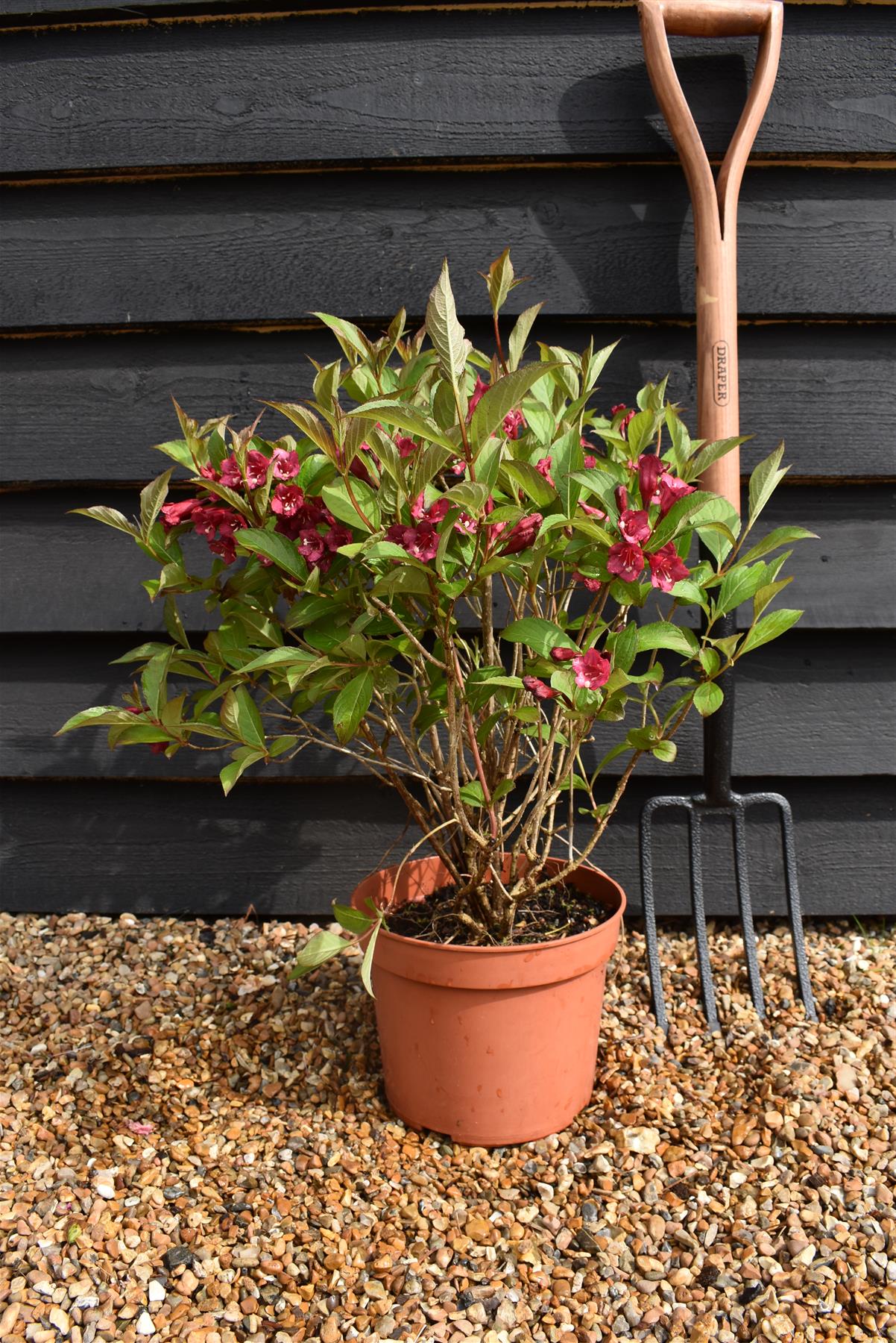 Weigela The Flower of Cherry - 10-20cm, 2lt