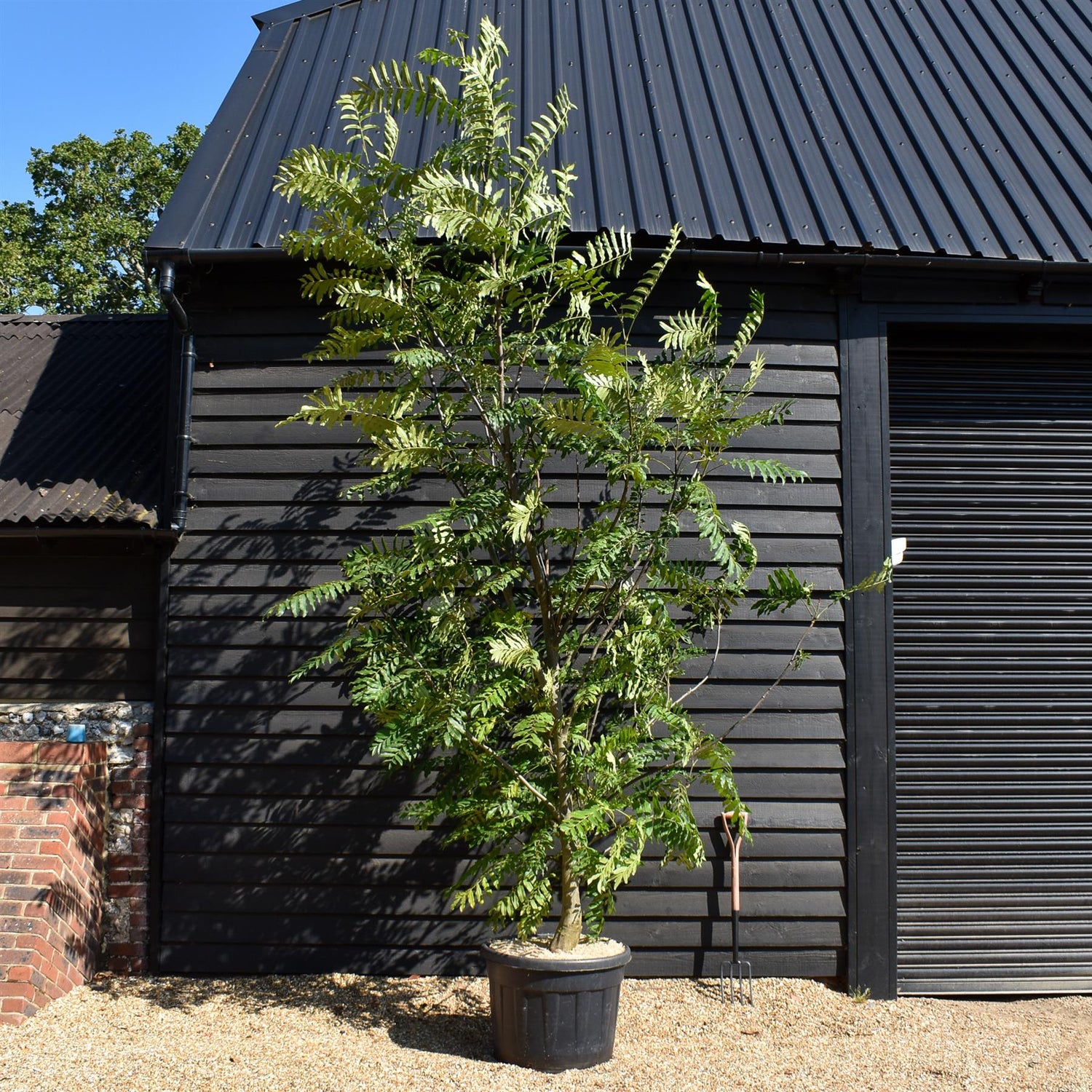 Caucasian wingnut | Pterocarya fraxinifolia -Height 320-350cm - Width 250cm -110lt