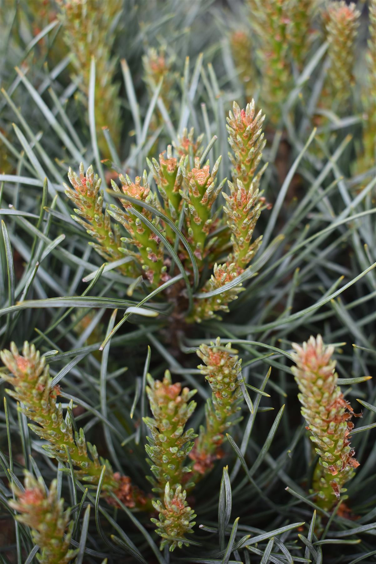 Pinus sylvestris 'Watereri' | Scots pine 'Watereri' - Height 40cm - Width - 50cm  - 15lt