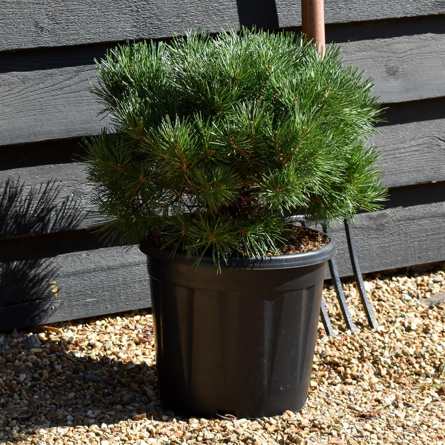 Pinus sylvestris 'Sandringham' | Sandringham Scots Pine - Height 30-40cm - 15lt