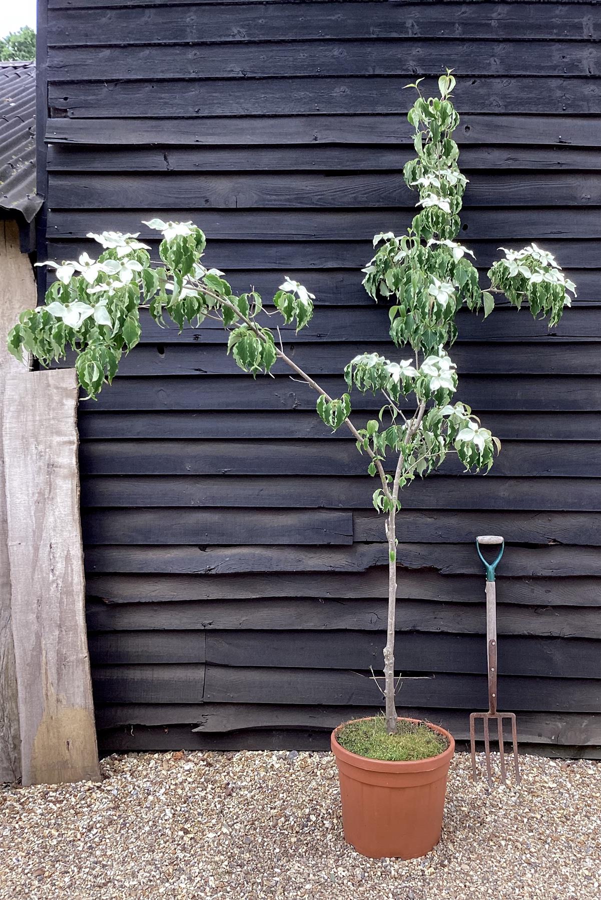 Cornus kousa Weisse | White Fountain Dogwood - 180-220cm, 20lt