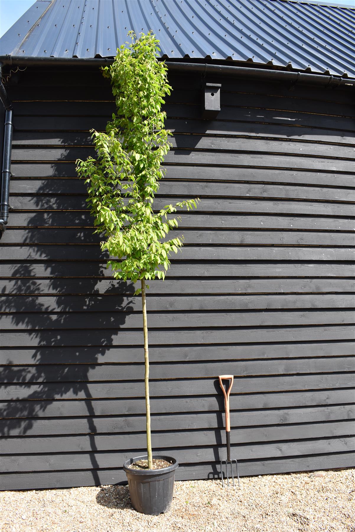 Carpinus betulus | European Hornbeam - 300-350cm, 35lt