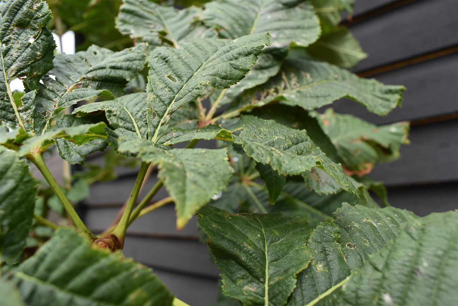 Aesculus carnea 'Briotii' | Red Horse Chestnut - Clear Stem - Standard - Girth 8-10cm - 250-270cm - 70lt